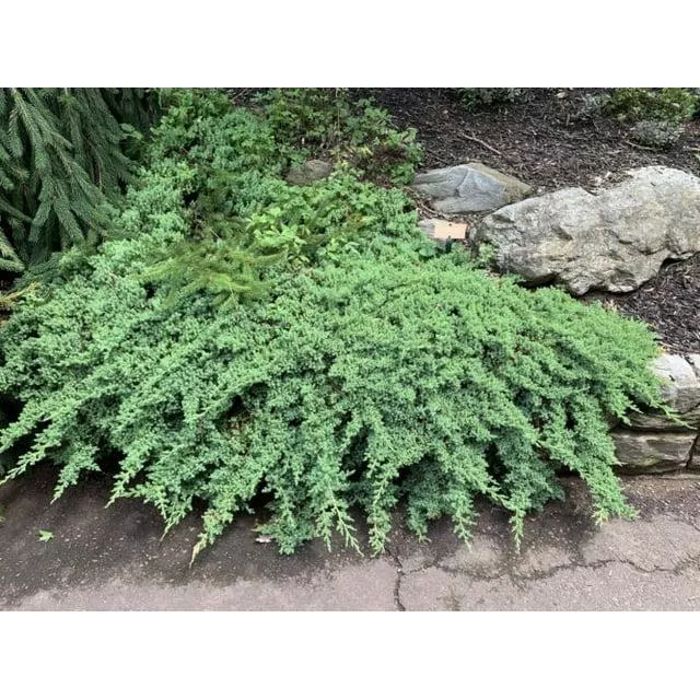 3G Juniperus procumbens 'Nana' Dwarf Japanese Juniper 1000055