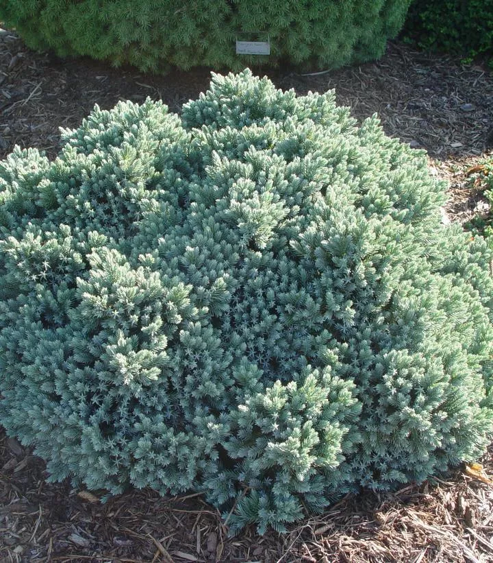 3G Juniperus squamata 'Blue Star' Blue Star Juniper