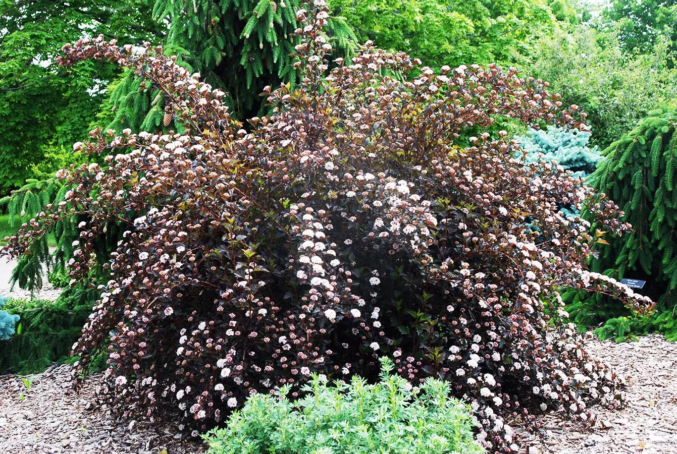 3G Physocarpus opulifolius 'Summer Wine' Summer Wine Common Ninebark: Patent PP14,821 1003728