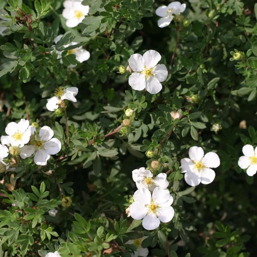 3G Potentilla fruticosa 'Happy Face White' ('Happy Face') Happy Face White Cinquefoil 1006460