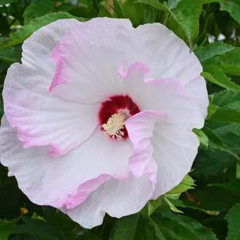 3G PW Hibiscus Summerific 'Ballet Slippers' - Rose Mallow - 1009469