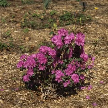 3G Rhododendron X 'PJM Elite' - Evergreen - 1001706