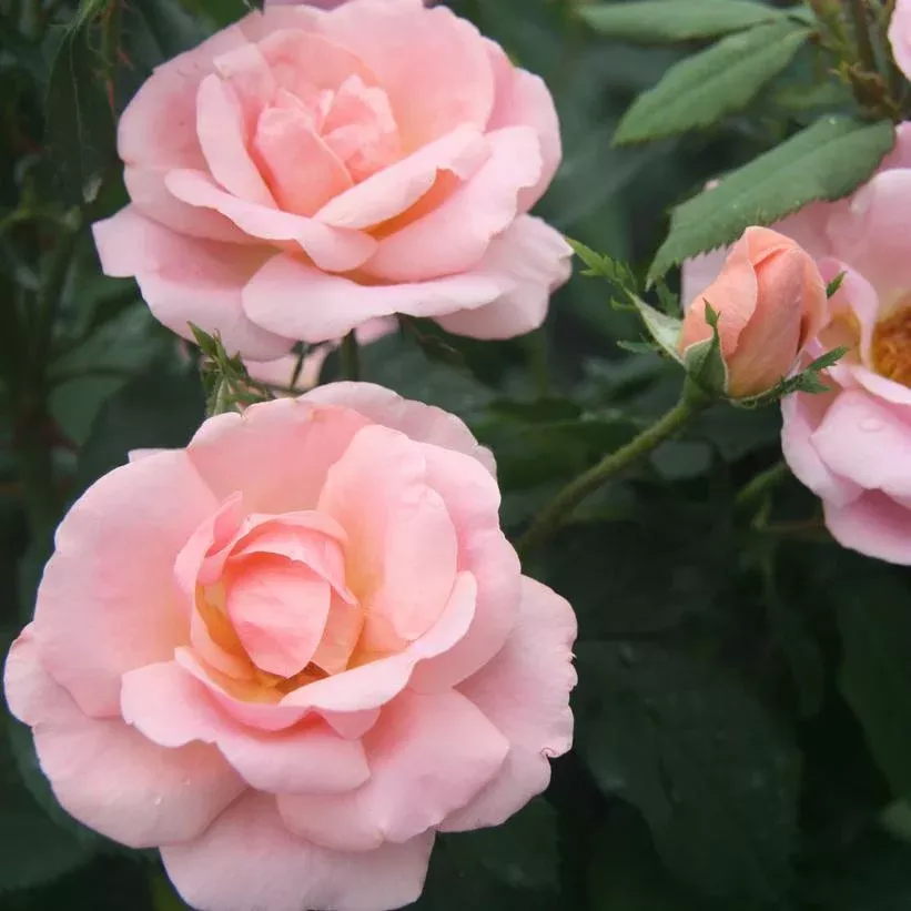 3G Rosa 'Peachy Knock Out' ('Radgor') The Peachy Knock Out Rose: Patent PP25,628 1009724
