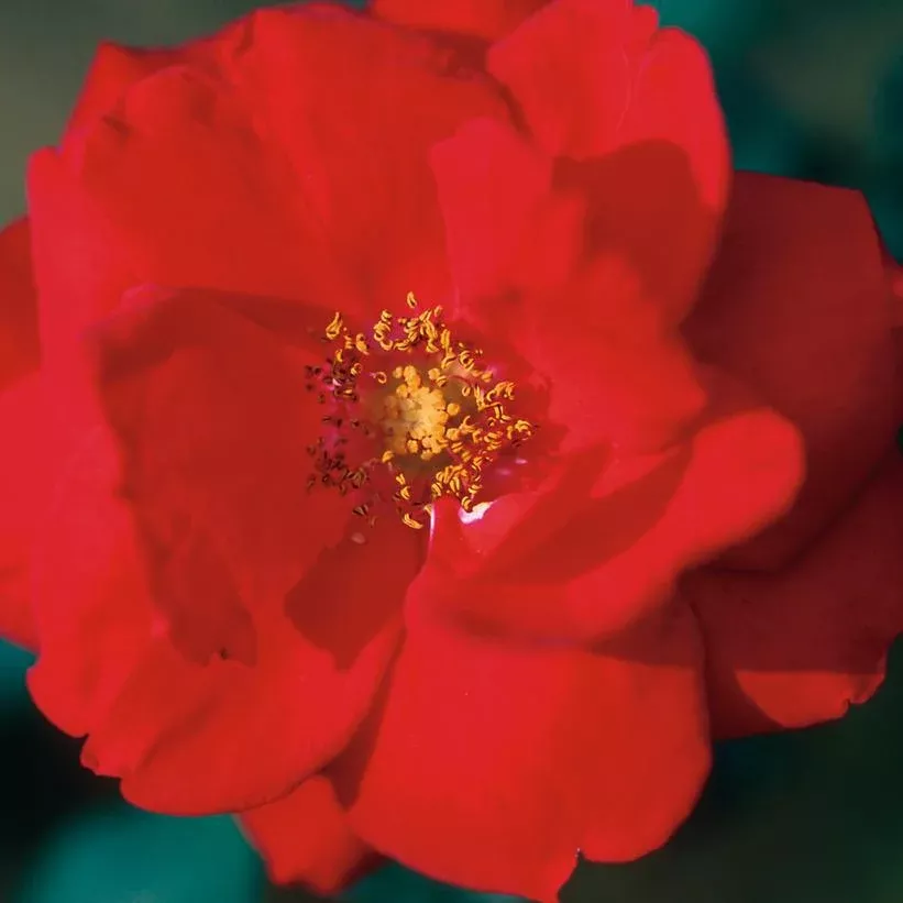 3G Rosa 'Ramblin' Red' - Climbing Rose - 1014839