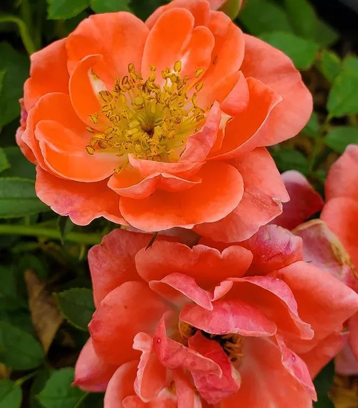 3G Rosa x Oso Easy 'Mango Salsa' ('ChewperAdventure') Oso Easy Mango Salsa Rose: Patent PP22,190 1013764