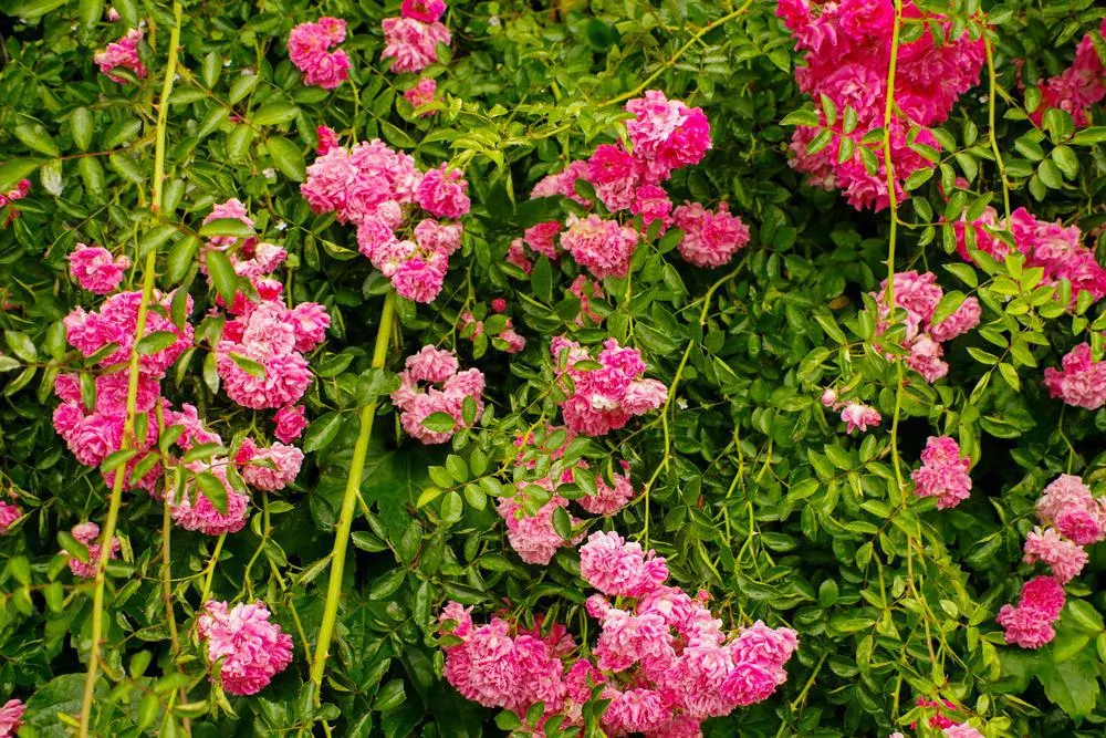 3G Rosa 'Zephirine Drouhin' - Pink Climbing Rose - 1003261