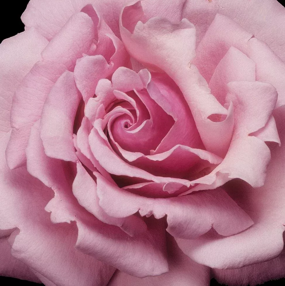 3G Rose Bush - 'Memorial Day' Pink - 3200