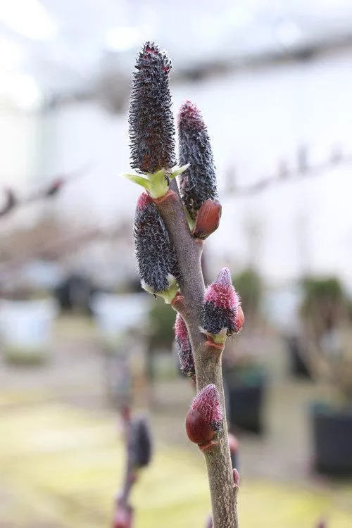 3G Salix chaenomeloides 'Black Cat' ('Lubbers Zwart') Black Cat Pussywillow: Patent PP27,403 1012946