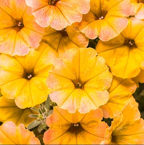 4.25" PW Supertunia - Honey Petunia