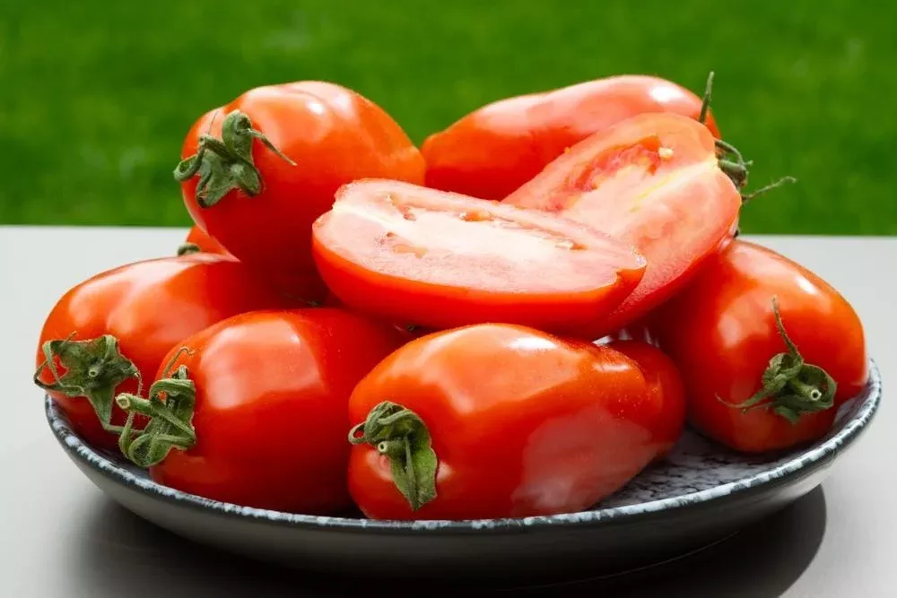 4.25" PW Tomato - San Marzano Heirloom