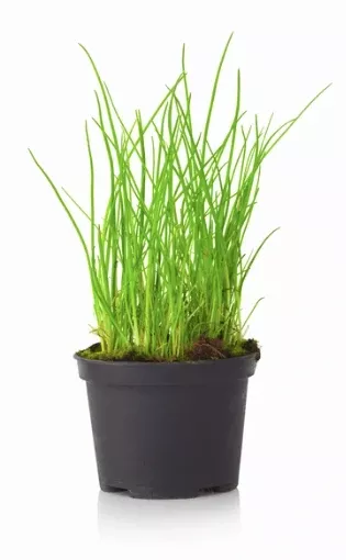 4.33" Chives Regular - H0824