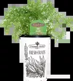 4.33" Herb - Dill H0832