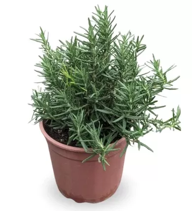 4.33" Herb - Rosemary - Regular H1543