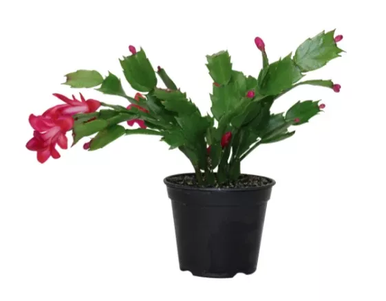 4.5" Christmas Cacti - Premium Red Shades - C0263