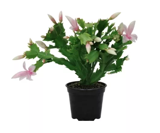 4.5" Christmas Cacti - Premium White - C0168
