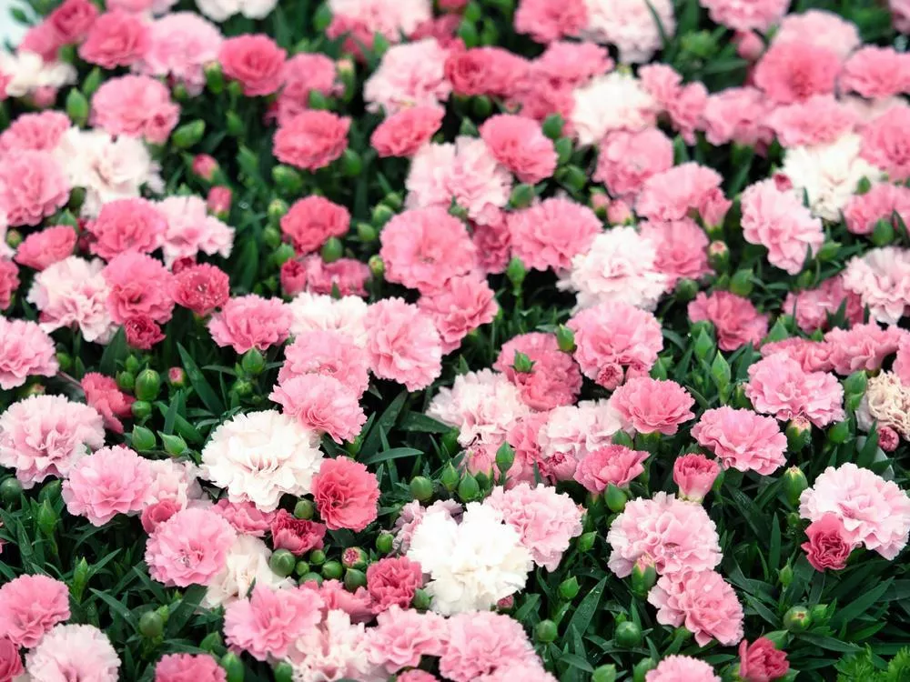 4.5" Dianthus - I Love You