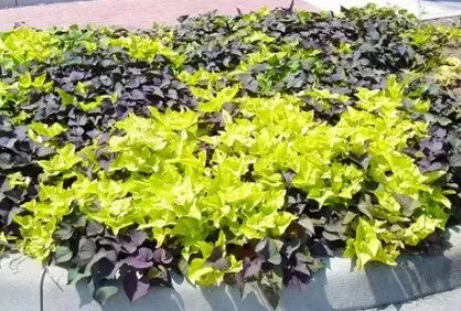 4.5" Fancy - 12's Potato Vine