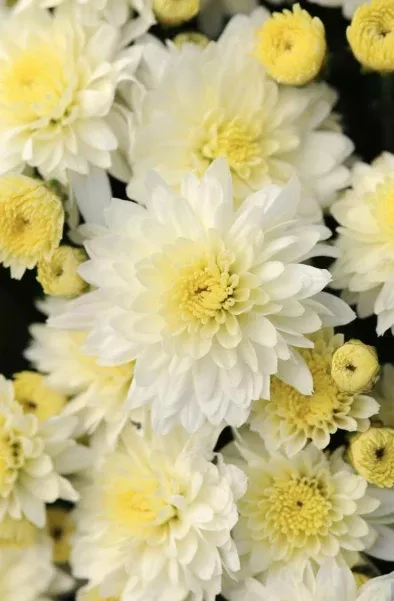4.5" Mum - Butter N Cream White