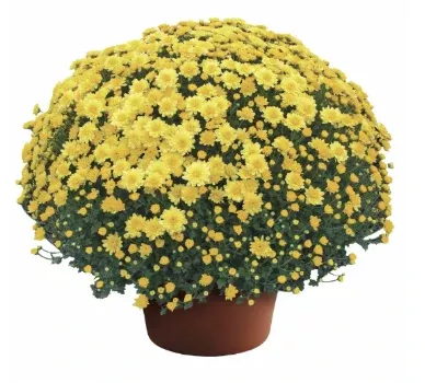 4.5" Mum - Chelsey Yellow