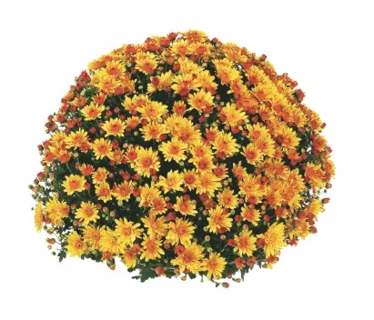 4.5" Mum - Conaco Gold