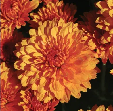 4.5" Mum - Miranda Orange