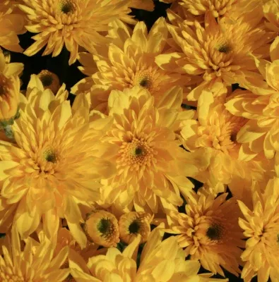 4.5" Mum - Yolanda Yellow