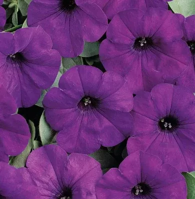 4.5" Petunia Wave (Pink Pot)