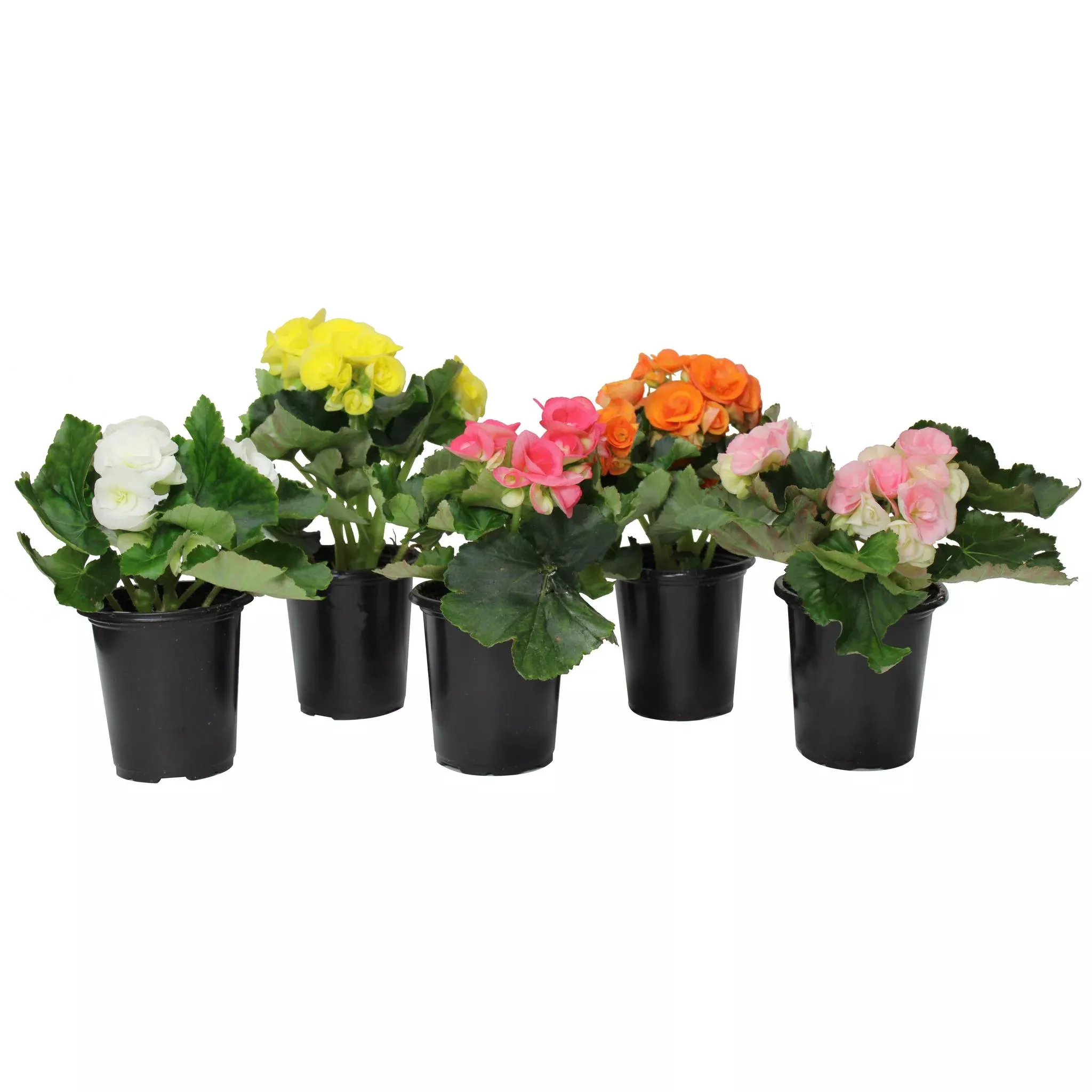 4.5" Rieger Begonia - Assorted Colors ( Sold Individually ) F0209