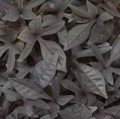 4.5" Sweet Potato Vine Black Ipomoea LG