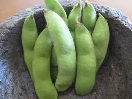 4" Chef Jeff's Asian Collection Edamame Envy