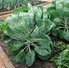 4" Chef Jeff's BRUSSELS SPROUTS