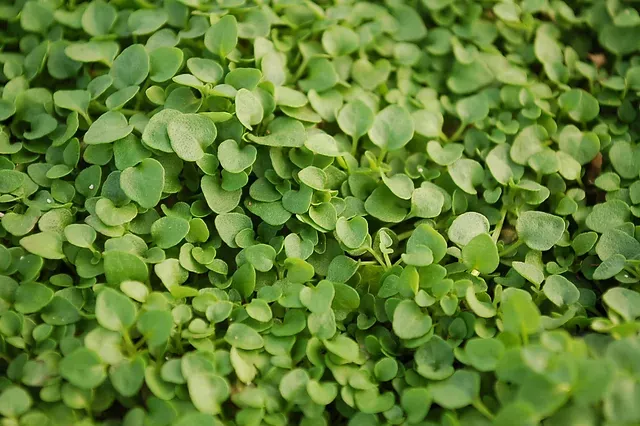 4" Chef Jeff's Herb Mini Mint