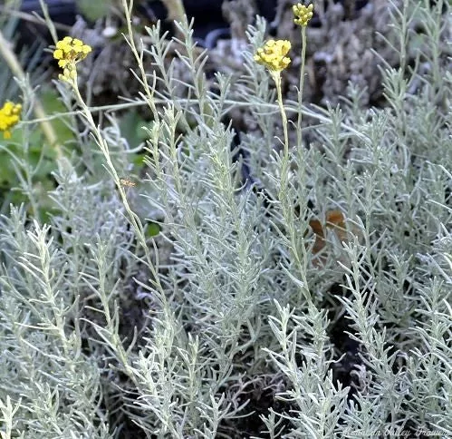 4" Chef Jeff's Herbs CURRY PLANT