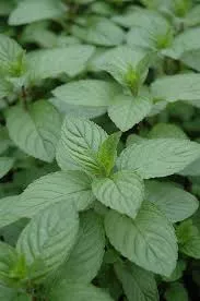 4" Chef Jeff's Herbs MINT CHOCOLATE
