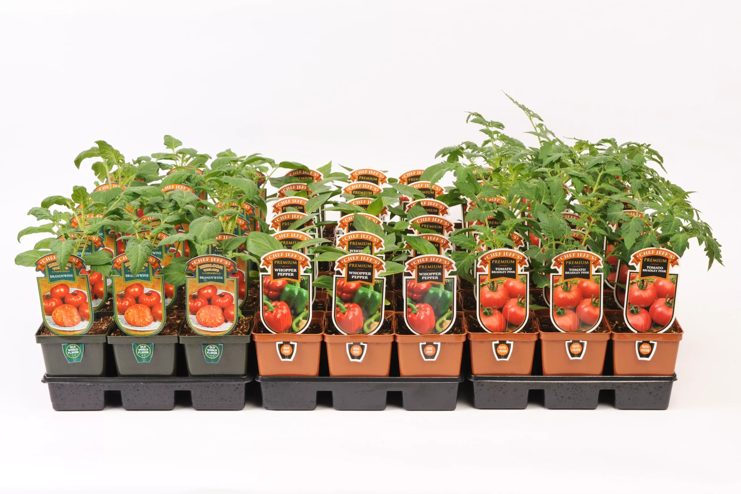 4" Chef Jeff's Veg TRINIDAD SCORPION