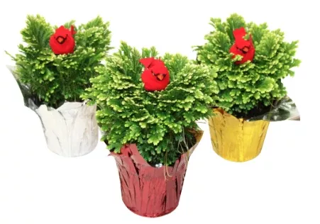 4"Fern Winter - w/ Pot Cover & Cardinal Pick - T0425