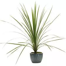 4" Garden Accent Spikes