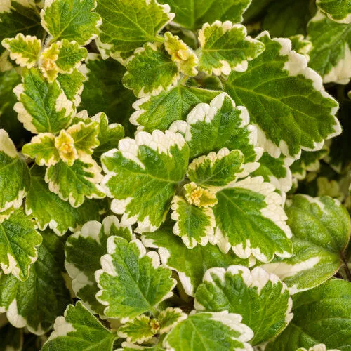 4" Garden Accents Plectranthus