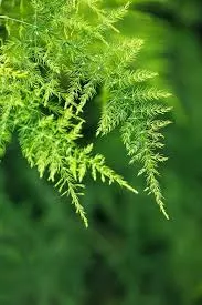 4" Garden Accents - Plumosa