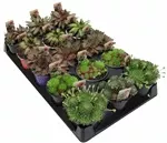 4" Hens & Chicks - A1999