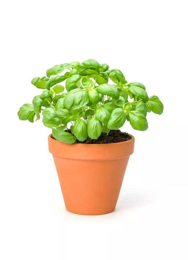 4" Herb - Basil - Dolce Fresca
