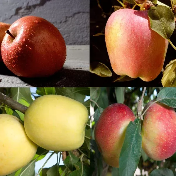 4-in-1 Apple Tree