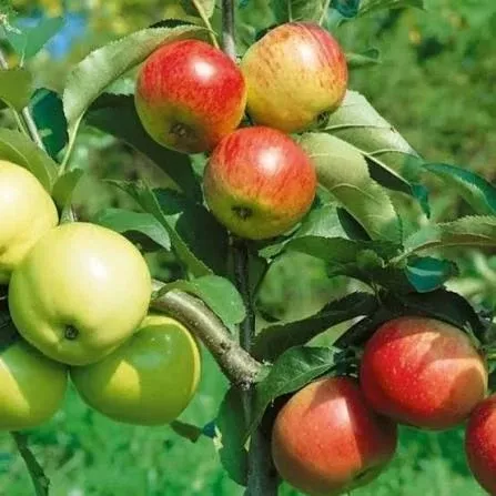 4 in 1 Apple