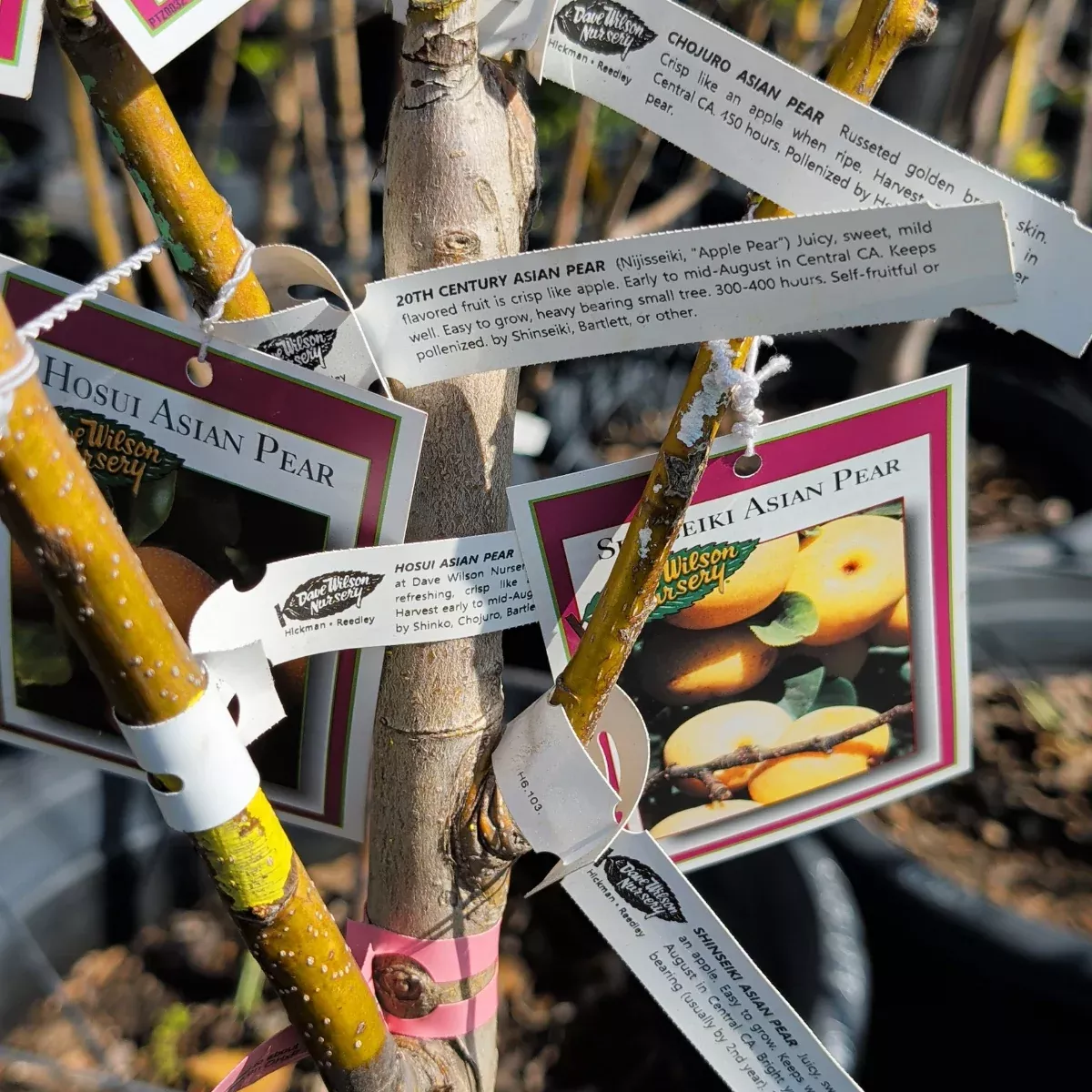 4-in-1 Asian Pear Tree