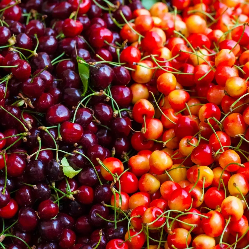4-in-1 Cherry Tree