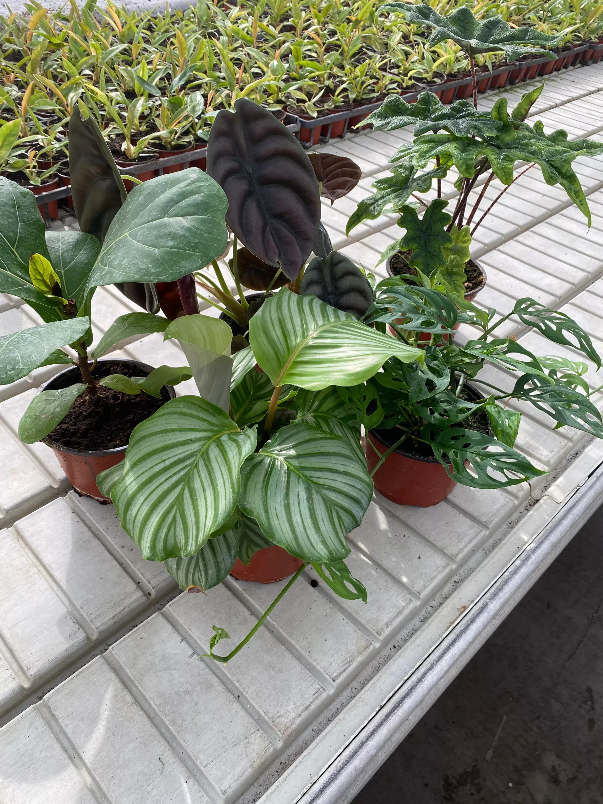 4 in. Assorted Foliage
