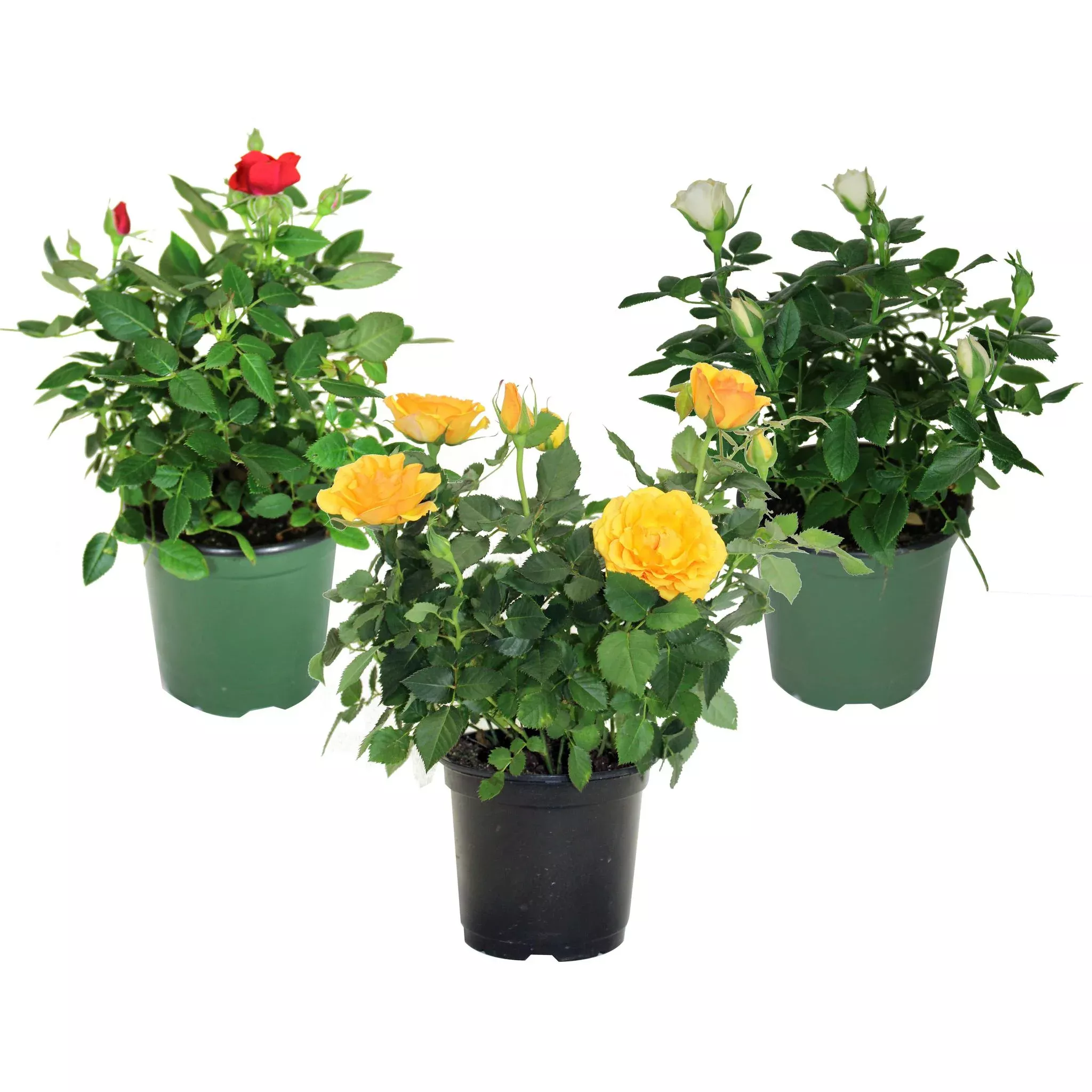 4" Mini Rose Assorted Colors F0219