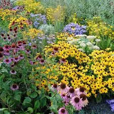 4" Perennial Generic