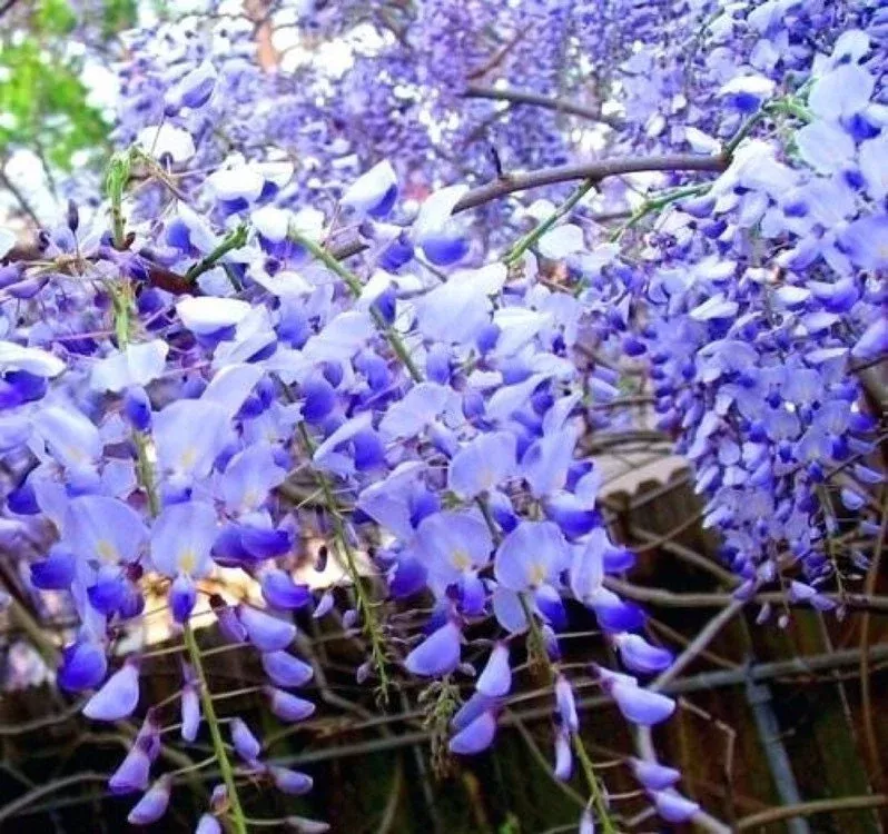 5 Blue Moon American Wisteria seeds, Wisteria Macrostachya, Ships from US WM4005