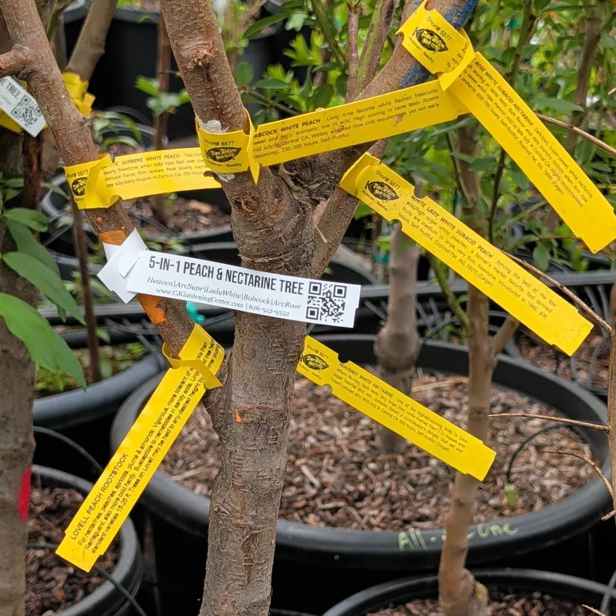 5-in-1 Peach Nectarine Tree
